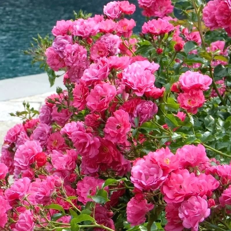 Почвопокровные розы фото с названиями и описанием сортов