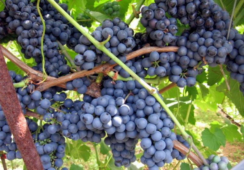 vinograd-festivalnyj-muskatnyj.jpg Виноград Фестивальный мускатный — изображение 1