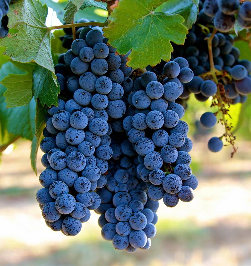vinograd-pino-nuar.jpg Виноград Пино-нуар — изображение 1