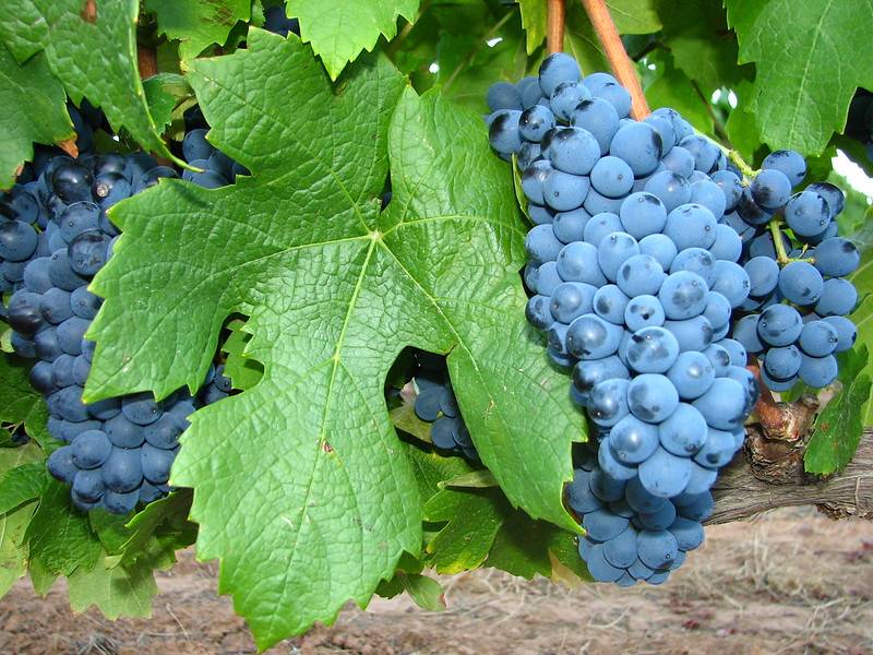 vinograd-pinotazh.jpg Виноград Пинотаж — изображение 1