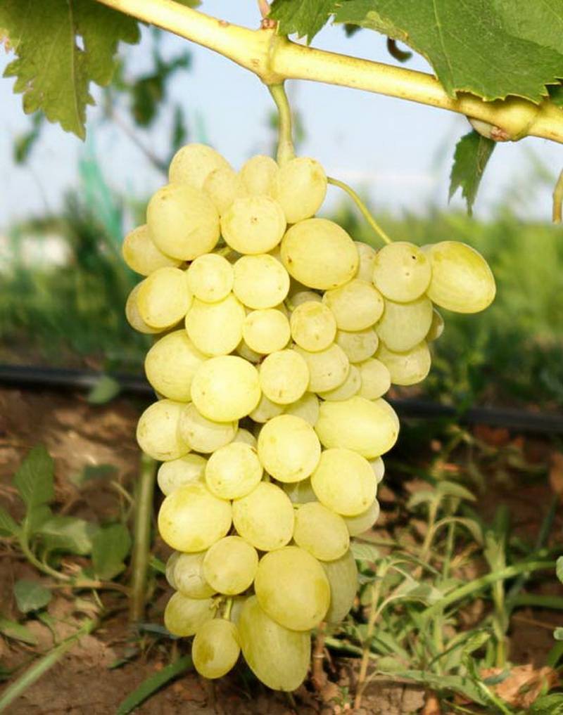 vinograd-pulsar.jpg Виноград Пульсар — изображение 1