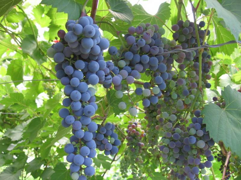 vinograd-sent-kru.jpg Виноград Сент Кру — изображение 1