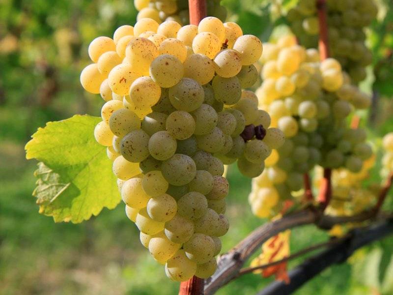 vinograd-sovinon.jpg Виноград Совиньон — изображение 1