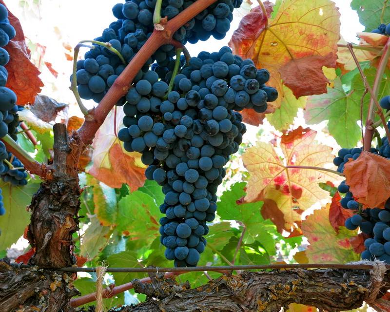 vinograd-tannat.jpg Виноград Таннат — изображение 1