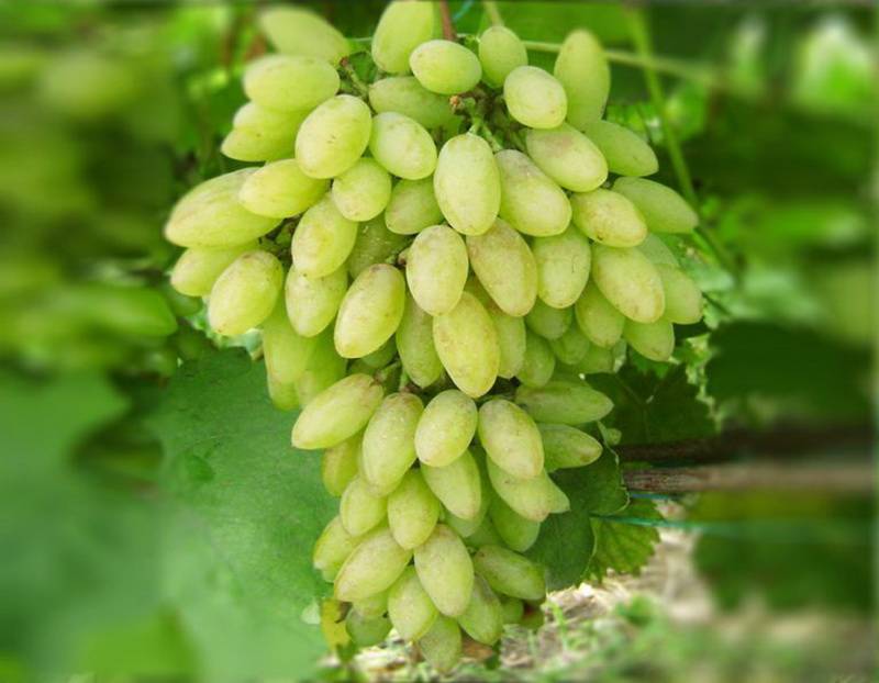 vinograd-timur.jpg Виноград Тимур — изображение 1