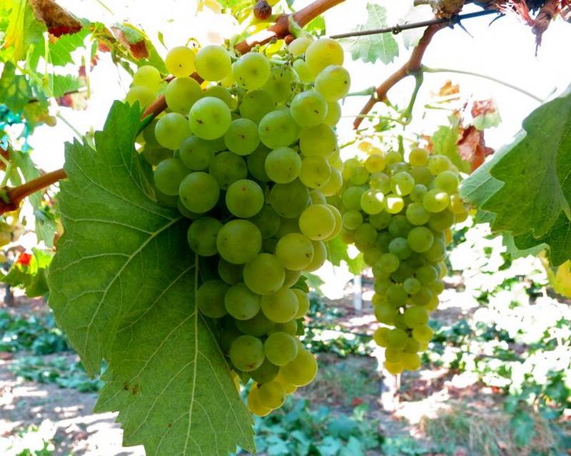 vinograd-torrontes.jpg Виноград Торронтес — изображение 1