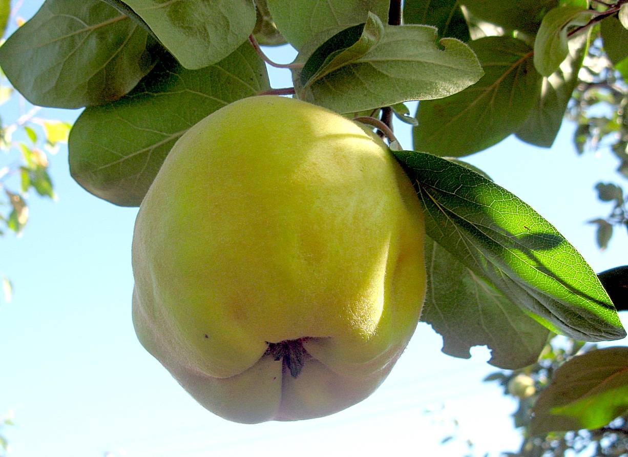Плод похожий на грушу. Айва мускатная. Айва яблоковидная. Айва грушевидная дерево. Айва обыкновенная плод.