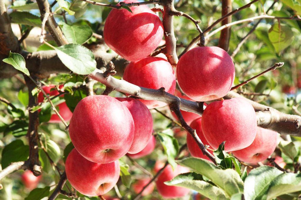 В саду где растут яблоки 2 сортов. Секаи ши яблоня. Яблоня Кубанское багряное. Яблоках сорта Sekai-Ichi. Яблоня сорт секаи ши.