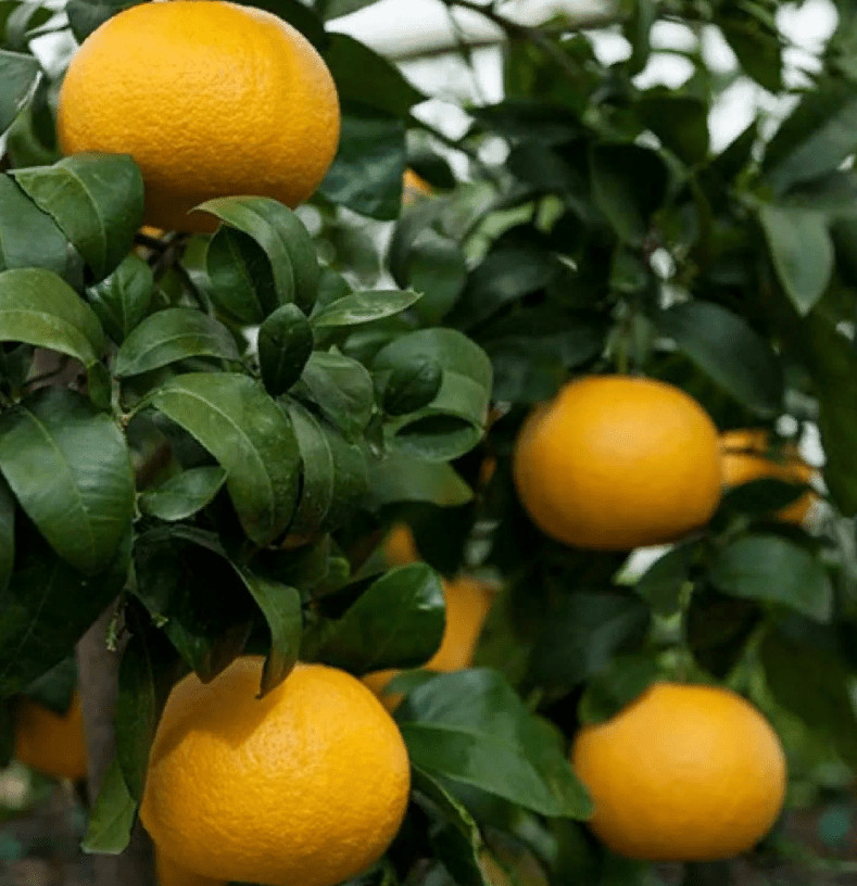 ккко Грейпфрут комнатный (Greipfrut-komnatnyi) — изображение 1